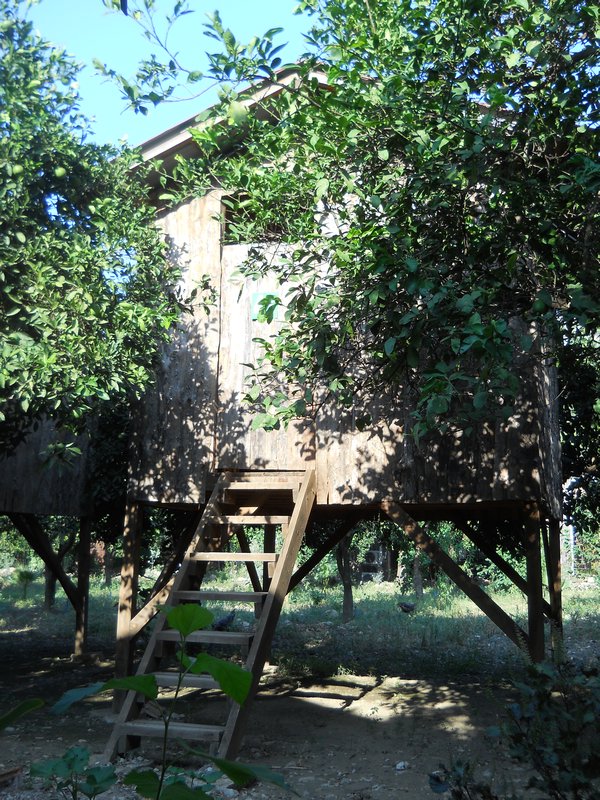 # 43 our treehouse