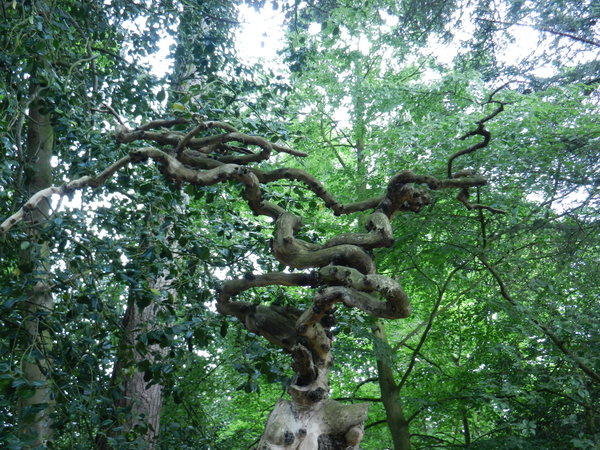 bent tree