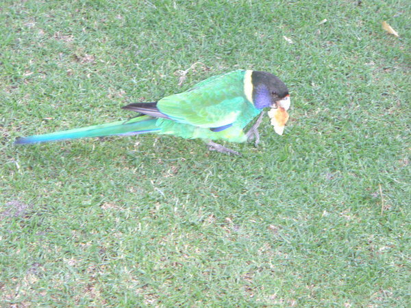 Parrot in King's Park