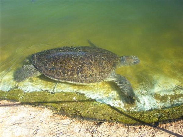 Green Turtle at Ocean Park