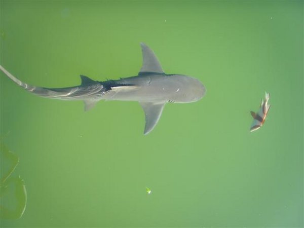 Grey Reef Shark at Ocean Park