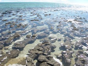 Hamelin Pool - Stromatolites