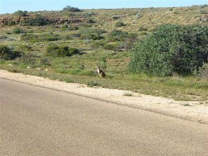 Roo by the road - Cape Range Nat'l Park