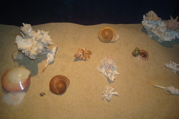 sea shell musuem