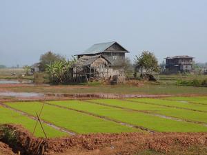 Lakeside rice paddies