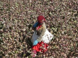 Cotton picker