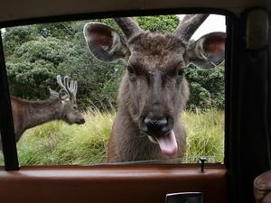 "Wild" Horton Elk