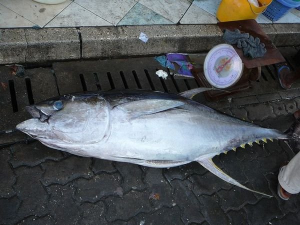 Huge yellowfin tuna