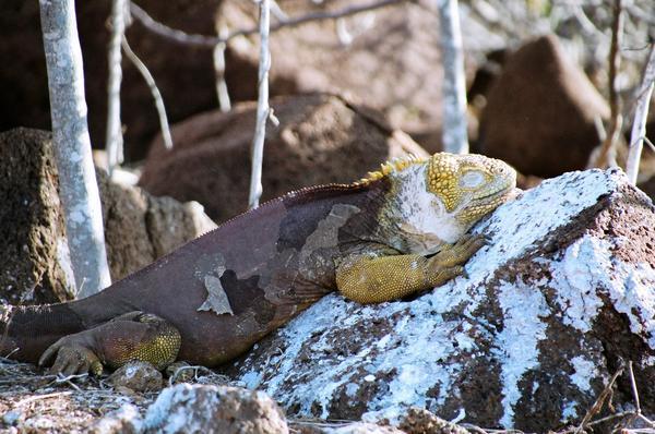 Sleepy yellow land iguana