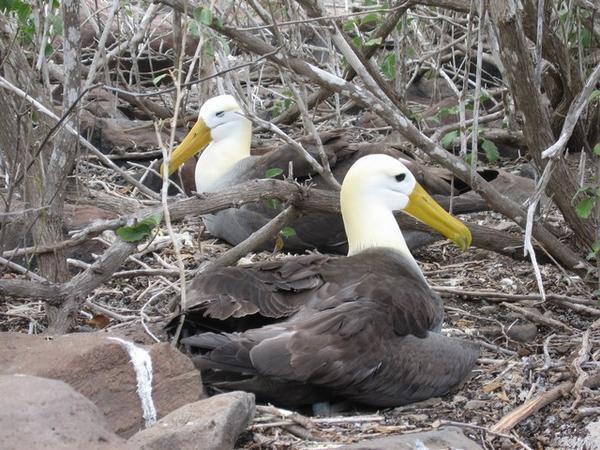 Nesting waved albatrosses