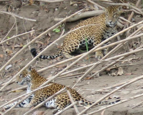 Jaguars in love
