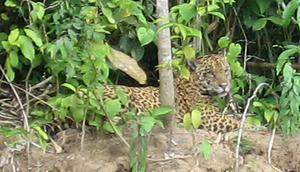 Resting jaguar