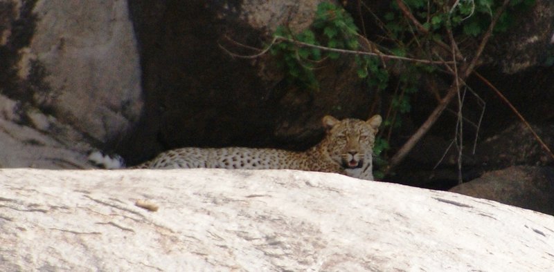 leopard in kopje