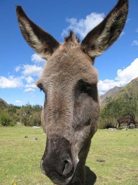 Curious donkey