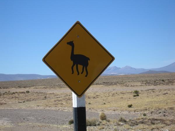 Beware vicuñas