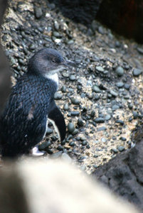 Oamaru blue penguin