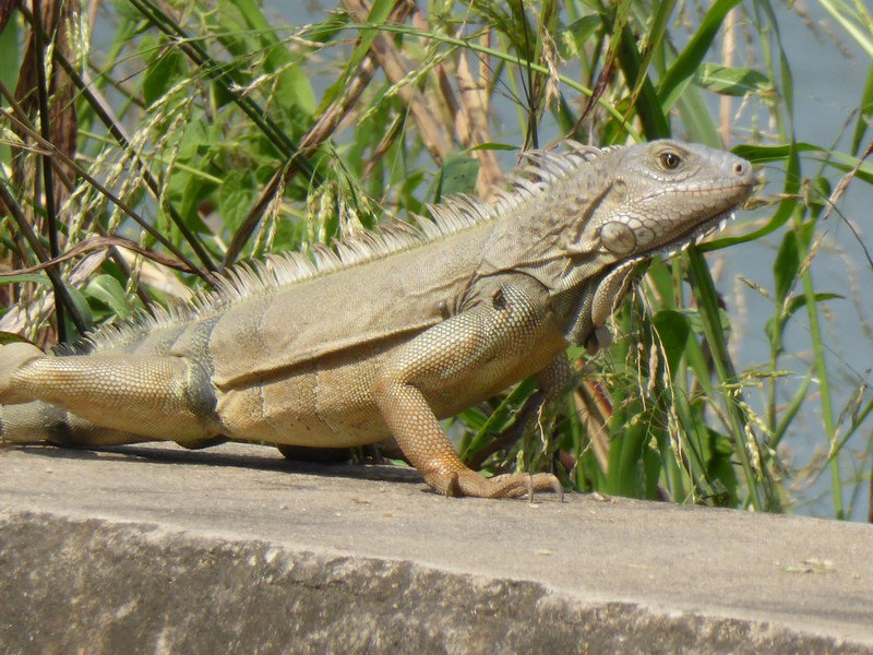 iguanas everywhere