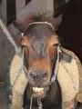 Morocco's ugliest mule