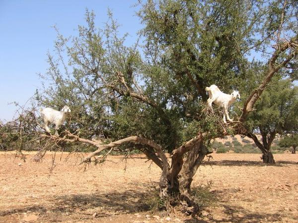 Tree goats