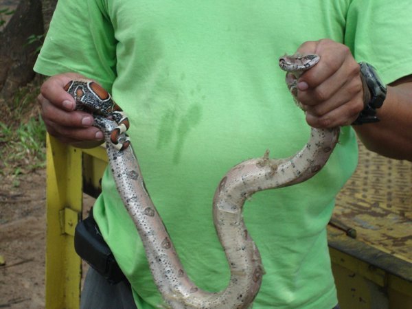 Snakes in Puerto Ordaz