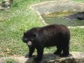 Andean bear