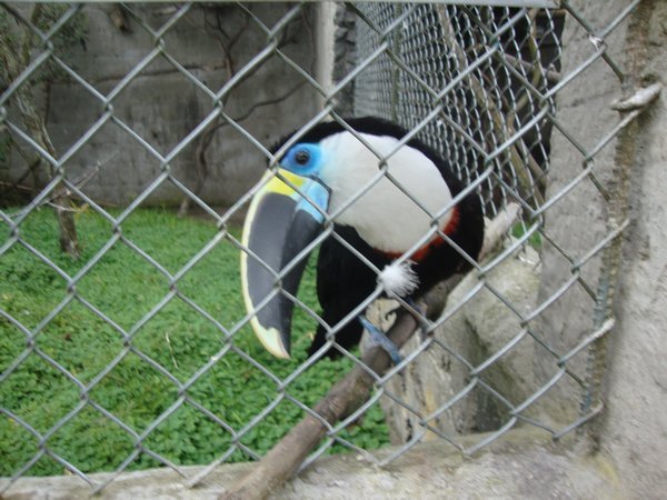 Inquisitive toucan