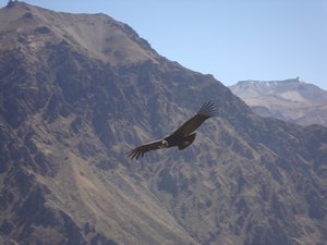 Condor flying in the canyon
