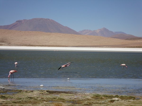 Flamingos in the high altitude lakes