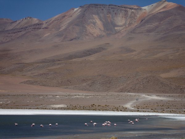 Flamingos in the high altitude lakes