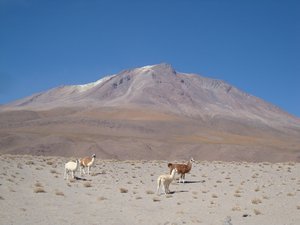 Wild llama