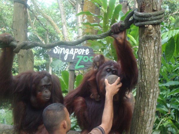 Orang Utans at Singapore Zoo