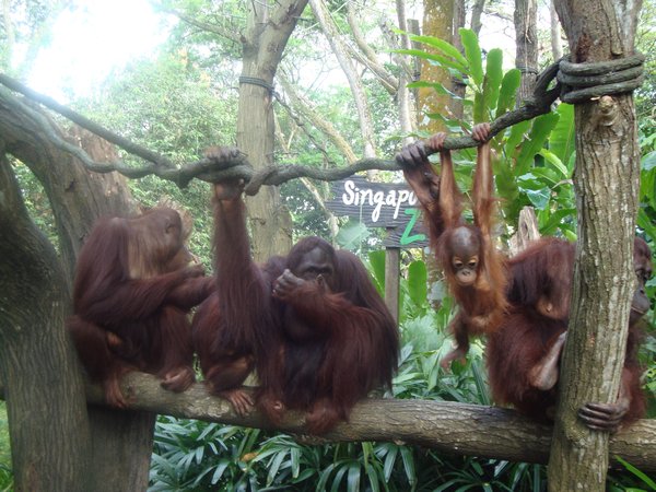 Orang Utans at Singapore Zoo