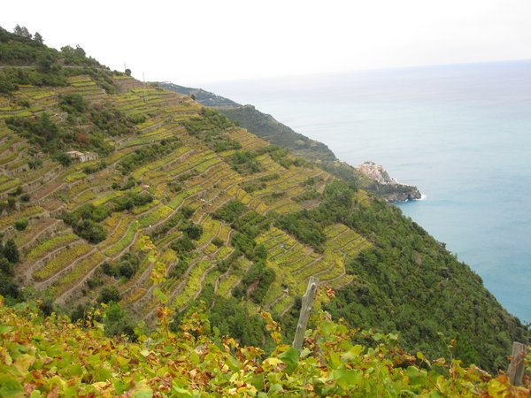 Vineyards around Cinque Terre