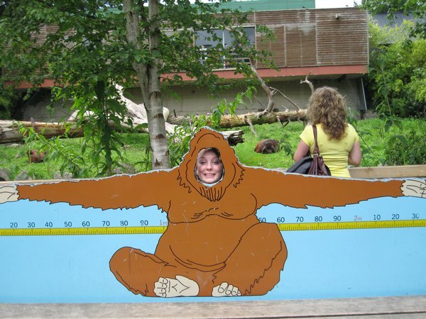 I'ma Orangutan! 