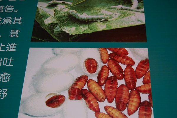 Silkworm pupae