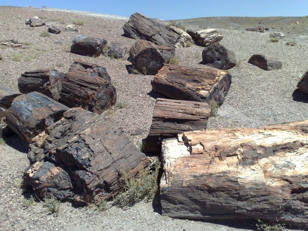 Petrified logs
