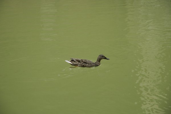 Clean duck