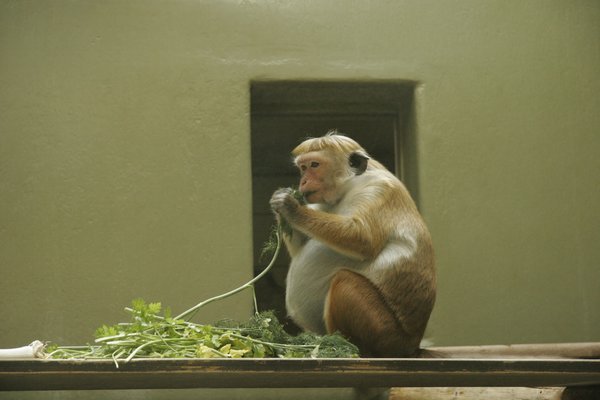 Parc de sécurité Monkey Mum® - 150 x 180 cm :: Monkey Mum