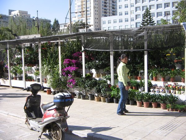Bird and Flower Market