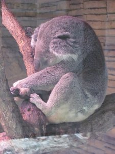 Koala beim Mittagsschlaf