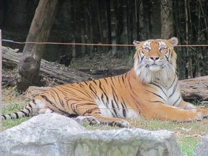 Bengalischer tiger