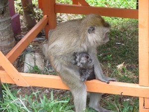 Dieser Affe hat tatsaechlich ein winziges Kaetzchen adopiert (oder auch gekiddnappt)