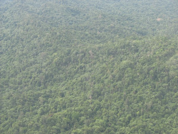 Borneos Dschungel aus der Vogelperspektive
