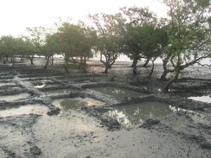 Der Mangrovenwald bei Ebbe