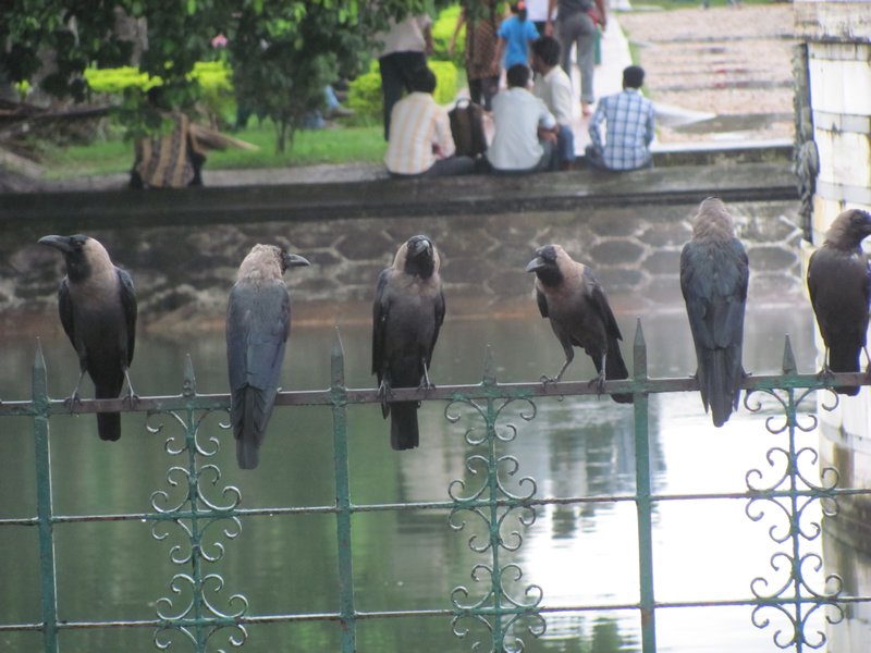 Kraehen sind die haeufigssten Vogel in Kolkata, Tauben sieht man kaum