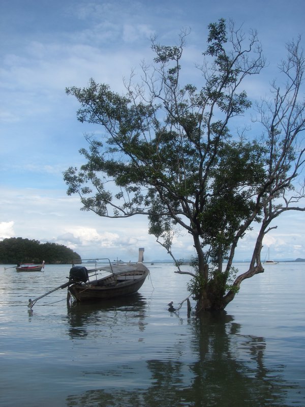 Longtail-Boot neben Mangrovenbaum