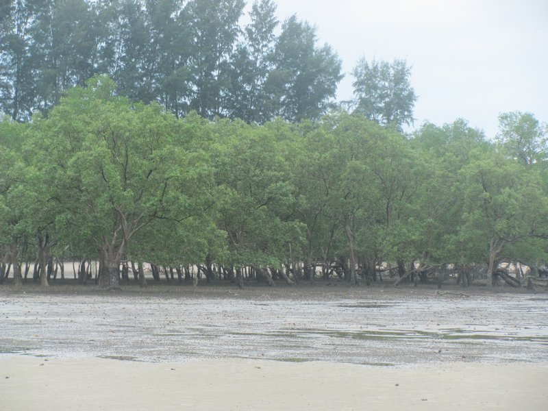 Mangrovenwaeldchen