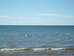 Flamingos am Strand