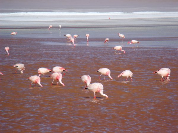 laguna colorado und flamingos