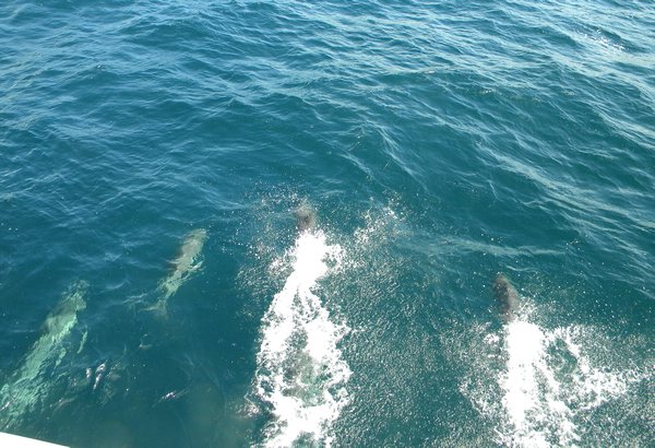FOUR DOLPHINS